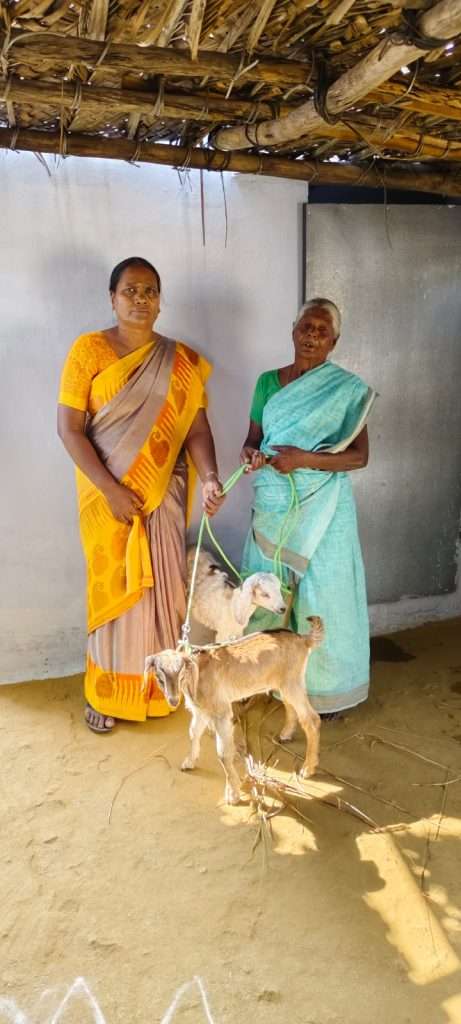 Widows with goats