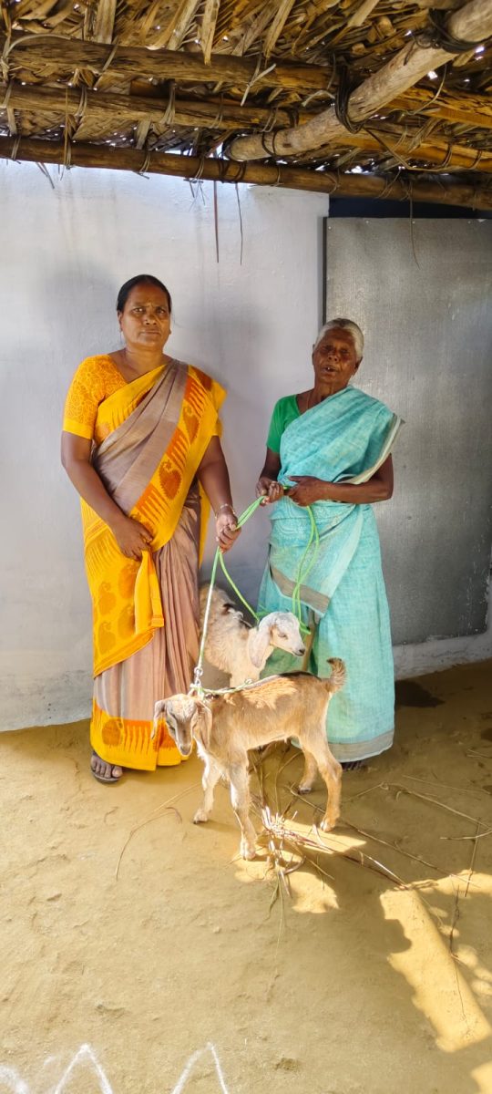 Widows with goats